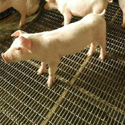 Goede prijs. Ingelaste Grizzly-draad Vierkant gat Scherm Gegolfd zwart ijzer Koolstofplaat Roestvrij staal Geweven weven Gekrompen gaas voor varkensmuur online